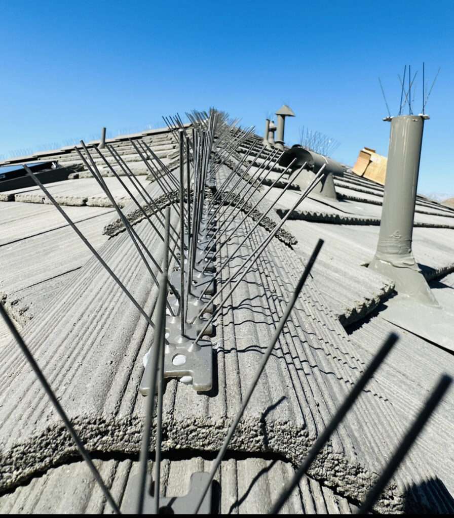 bird spikes with paint