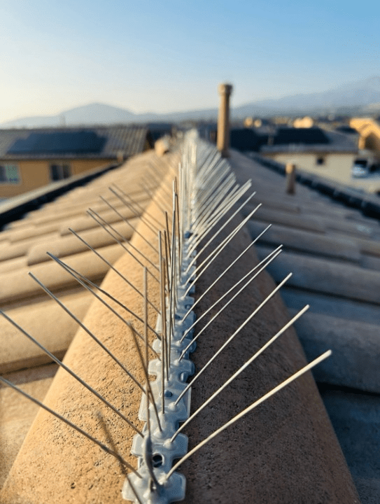 bird spikes without paint