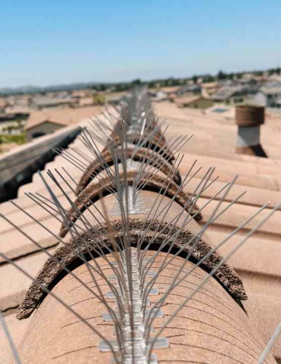 bird spikes