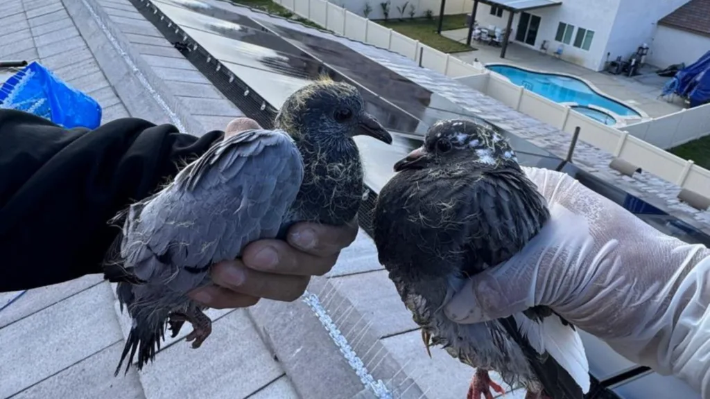 birds in solar panels