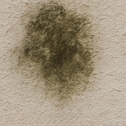 mold, mildew and algae stains