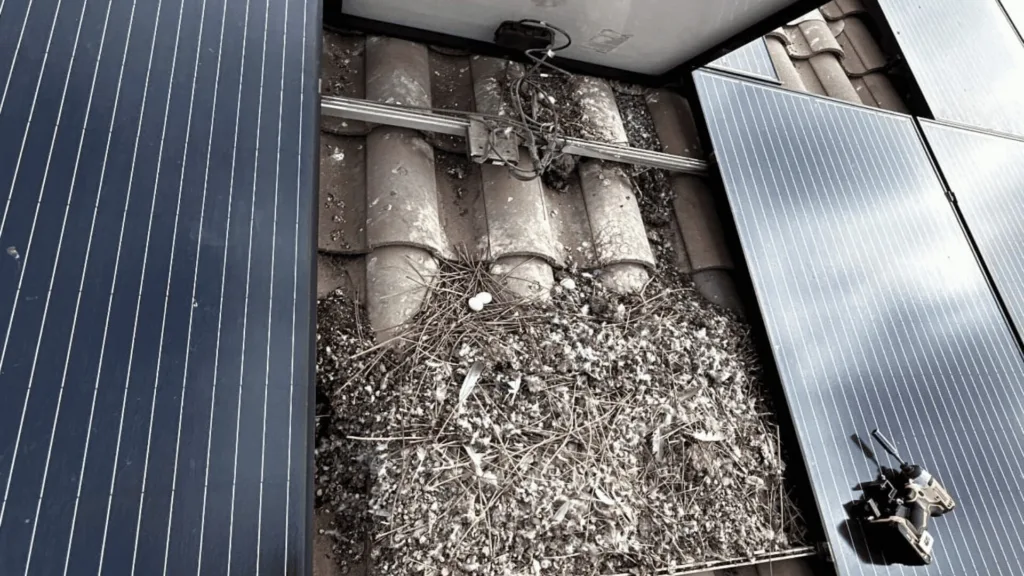 Solar panels mounted on a roof with exposed wiring, dusty tiles, and a small bird's nest among dry vegetation between the panels.