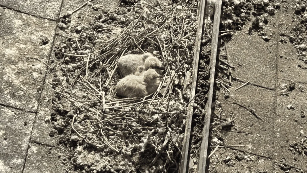 Two fluffy baby birds in a twig nest on a weathered roof surface.