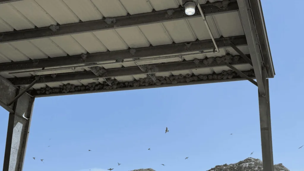 Industrial metal canopy with a beam crowded by pigeons roosting along its length; a few birds fly in the blue sky beyond, mountains in the distance.