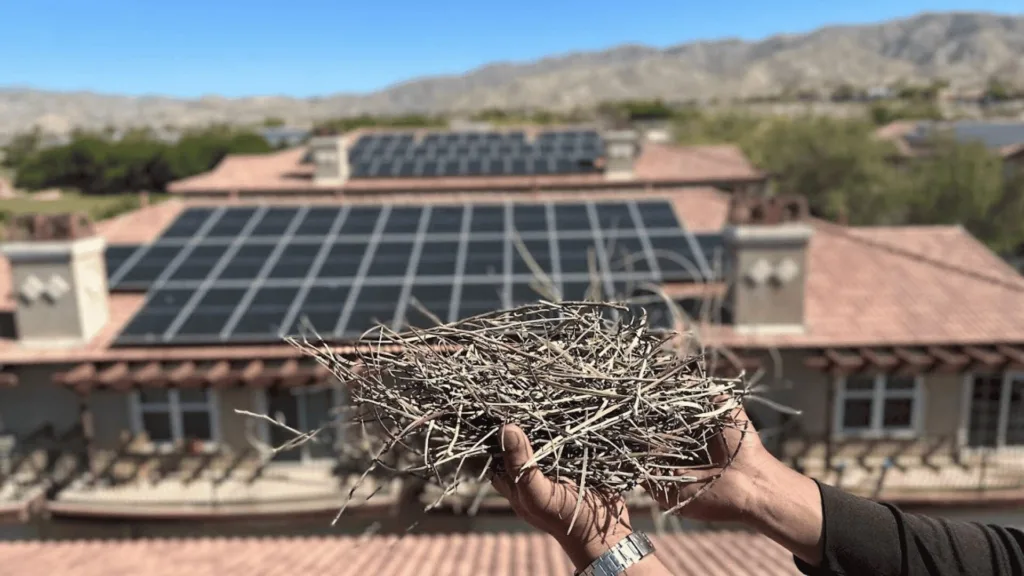 Hand holding a tangled nest of dried twigs in front of a house roof with solar panels on the tiles in the background.