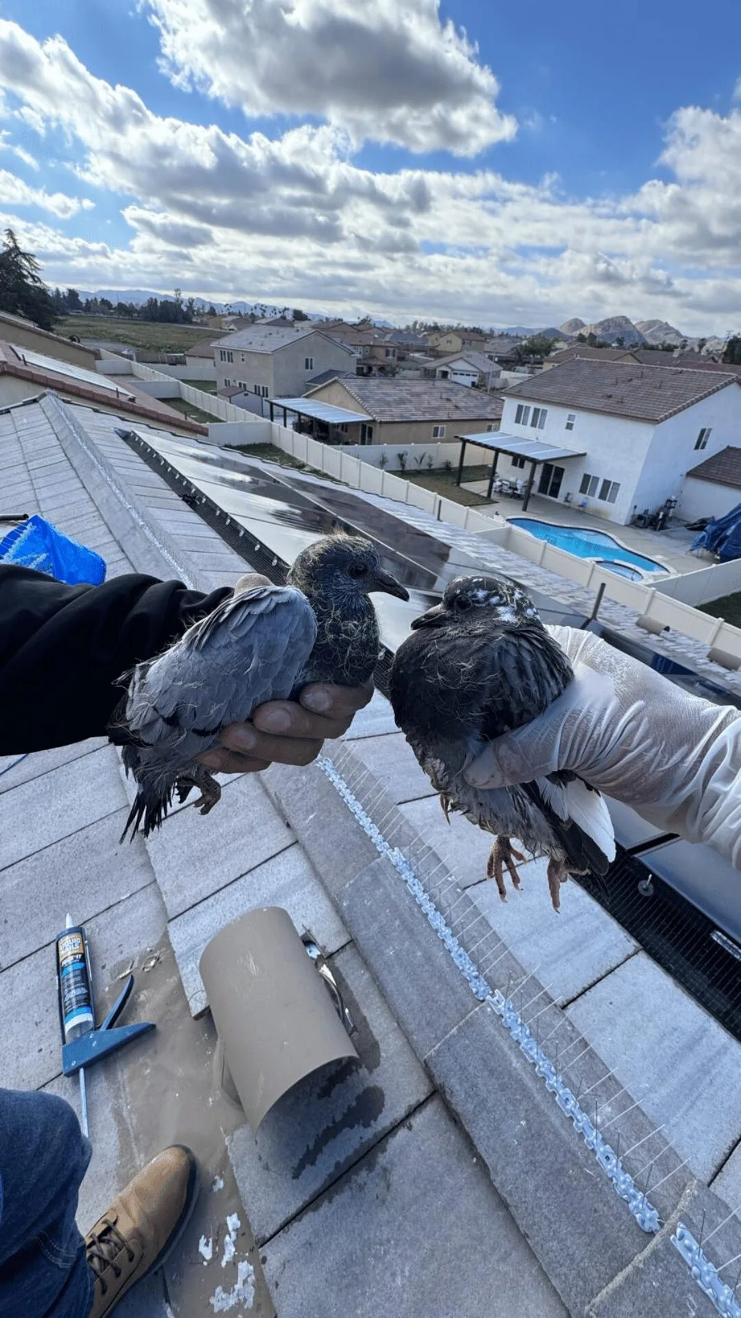 bird removal residential