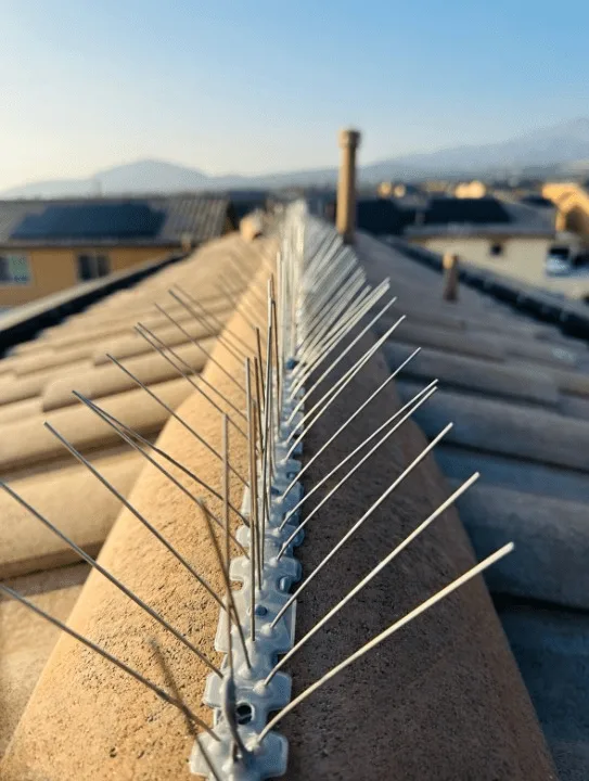 bird spikes without paint