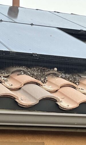 bird proofing