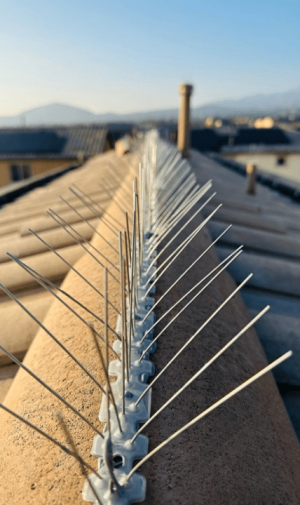 bird spikes without paint